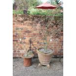 A cylindrical terracotta planter, containing a Japanese maple, pot 54cm diameter, together with a