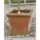 A pair of square terracotta planters, planted with Japanese maples, the planters, 48cm square,