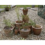 A quantity of planted terracotta pots, of varying shapes and sizes