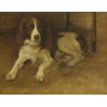 Samuel Fulton (1855-1941)A SPRINGER SPANIELIndistinctly signed l.r., oil on canvas41 x 51cm