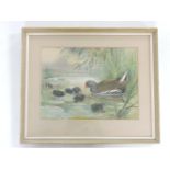 Roland GreenMOORHEN AND CHICKSSigned, watercolour36 x 26cm