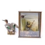 Taxidermy, a framed and mounted woodpecker, nightjar, and a mounted teal, and a collection of framed