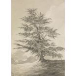 James Bourne (1773-1854)CEDAR TREE AT LORD MIDDLETON'S ESTATE, PEPER-HAROWGrey washes36.5 x 25.