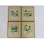 A set of four watercolours, 19th century, of butterflies and insects amongst flowers, 28cm x 21cm (
