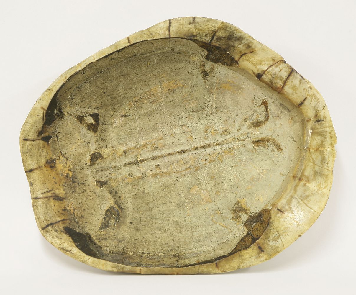 A South American freshwater turtle shell,61 x 50cm - Image 3 of 3