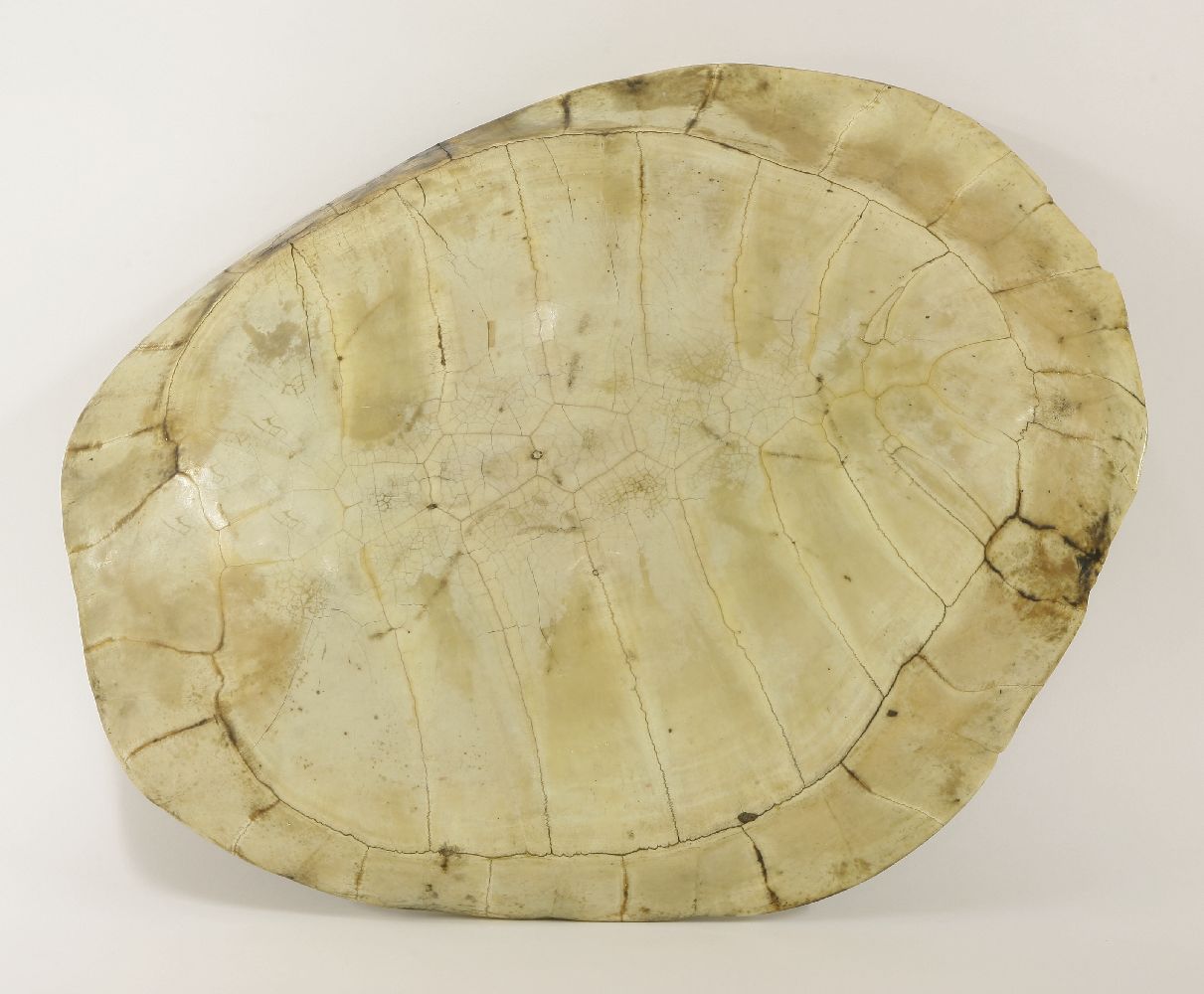 A South American freshwater turtle shell,61 x 50cm - Bild 2 aus 3
