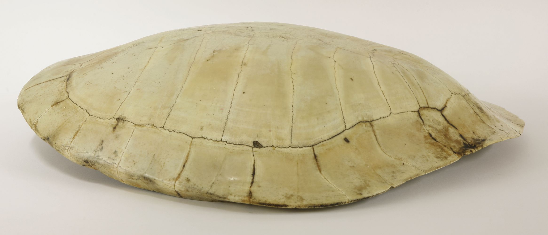 A South American freshwater turtle shell,61 x 50cm