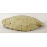 A South American freshwater turtle shell,61 x 50cm