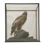 A taxidermy specimen of a Golden Eagle (Aquila chrysaetos),early to mid-20th century, perched with