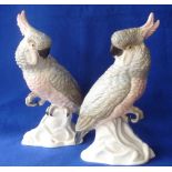 A pair of Crown Staffordshire bone china Models of Grey Cockatoos,