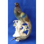 Karl Ens A porcelain Model of the Asiatic Pheasant decorated in polychrome and perched on a