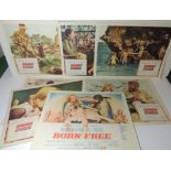 LOBBY CARDS - BORN FREE 1966 starring Virginia McKenna, full set of eight