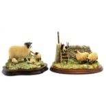 Border Fine Arts 'Element of Surprise' (Collie and Sheep), model No. B0089 by Ray Ayres, on wood