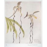 Dame Elizabeth Blackadder RSA, RSW, RA (b.1921) ''Orchidaceae, Paphiopedilum, Sanderianum'' Signed