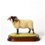 Border Fine Arts 'Swaledale Tup' (The Monarch of the Dales), model No. L148 by Ray Ayres, limited