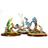 Border Fine Arts Kingfisher models comprising: 'Kingfishers', limited edition 167/1250, on wood