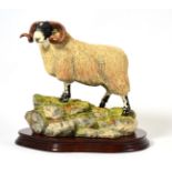 Border Fine Arts 'Blackie Tup', model No. B0354 by Ray Ayres, limited edition 174/1750, on wood