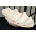 Giant Clam (Tridacna gigas), circa 1930, one half shell, 50cm wide, 30cm deep