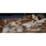 European Red Deer (Cervus elaphus) two boxes of juvenile killers antlers, some on wood shields AF