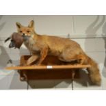 Red Fox (Vulpes vulpes) full mount late 20th century with a Jay as prey, mounted on an oak wall