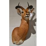 Common Impala (Aepyceros melampus), modern, shoulder mount with head turning to the right, 46cm from