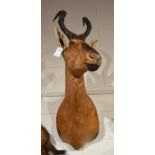 Red Hartebeest (Alcelaphus caama), modern, shoulder mount with head turning to the left, 66cm from