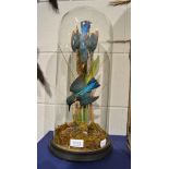 A pair of Kingfishers (Alcedo atthis), circa 1920, enclosed under a tall glass dome, both birds in