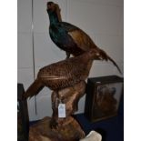 A pair of Melanistic Pheasants, full mounts both stood upon a cut tree stump the male higher than