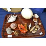 A small collection of various sea shells including cowry and a piece of red coral, also an Ostrich