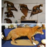 Red Fox (Vulpes vulpes) full mount on a gritted base, Pine martin three full mounts, Pole cats two