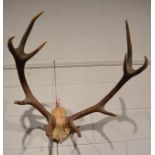 Red Deer Antlers (Cervus elaphus) antlers on part upper skull 10 points (5+5)