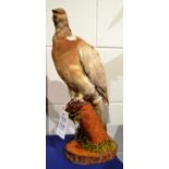 White Wood Pigeon, full mount perched upon a tree stump on oak cut base, 40cm high