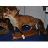 Fox (Vulpes vulpes), circa late 20th century, full mount stood with head raised and jaw agape,