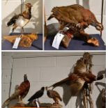 Pheasant full mount with wings outstretched mounted on a wall hanging tree branch, another full