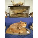 Fox (Vulpes vulpes) full mount in recumbent position looking to the right on a naturalistic base,