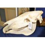 Burchell's Zebra (Equus quagga), modern, skull, 55cm long by 31cm high approx With green game tag