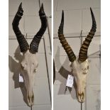 Red Hartebeest (Alcelaphus caama), modern, horns on upper skull; and Blesbok (Damaliscus