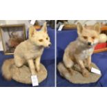 A pair of fox cubs (Vulpes vulpes) circa late 20th century two full mounts both sat upon grit