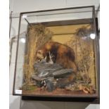 Polecat with pigeon prey, full mount in a naturalistic setting enclosed within a four glass wall