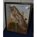 Long Eared Owl (Asio otus) circa 1900 full mount enclosed within a single glass ebonised pine