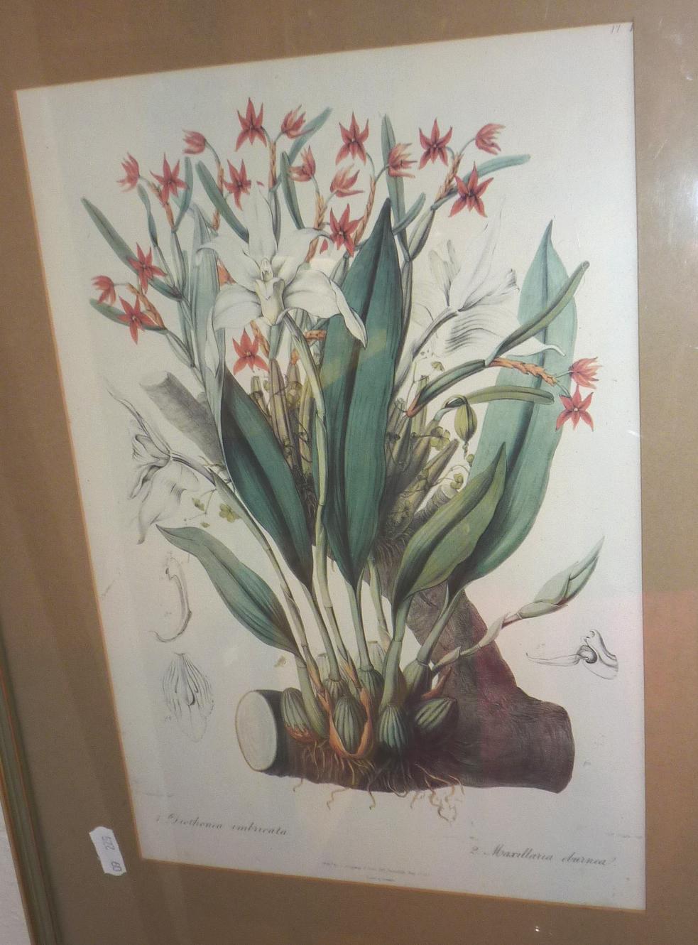 Pair of botanical prints - Image 2 of 2