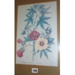 Pair of botanical prints