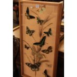 Framed case of butterfly specimens