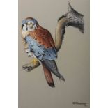 ALAN M. HUNT (BORN 1947), HAWK ON A BRANCH, signed and dated 72, watercolour and gouache, framed.