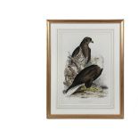 EDWARD LEAR (UK, 1812-1888) - "White Headed Eagle (Haliaetus leucocephalus)" (aka the American
