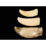 (3) WHALE'S TEETH - Unscrimshawn Teeth, 5" to 6 3/4", from 19th c. Maine seafarer's family. Good