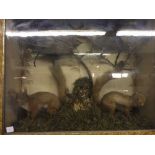 A display case containing two stuffed squirrels