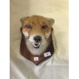 A stuffed and mounted fox head