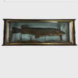 An early twentieth century taxidermy display case containing a pike, width 113 cm.