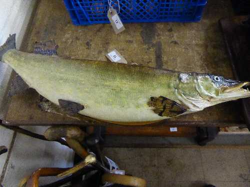 Taxidermy fish mounted on board